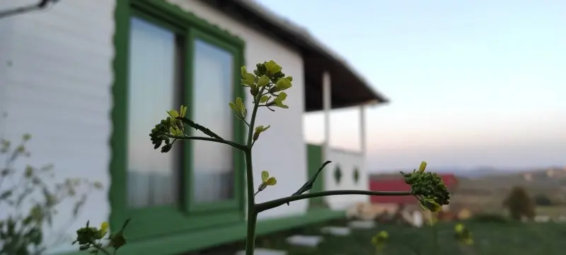 Bungalov Forte-2